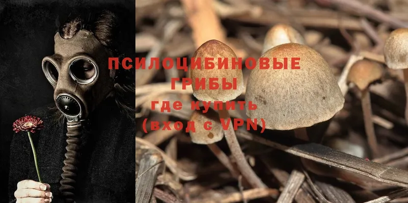 Галлюциногенные грибы Psilocybine cubensis  Колпашево 